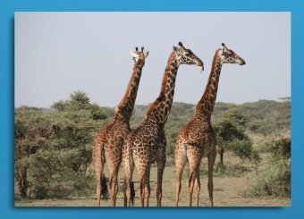 Tablou canvas -Girafe