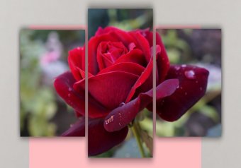 Tablou multicanvas - A beautiful rose