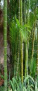 Autocolant - Padure de bambus