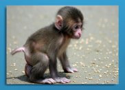 Tablou canvas -Cute baby monkey 