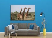 Tablou canvas -Girafe