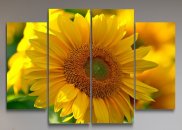 Tablou multicanvas - Floarea soarelui