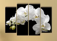 Tablou multicanvas - Orhidee alba