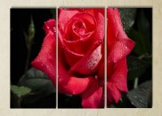 Tablou multicanvas - Trandafir in roua diminetii