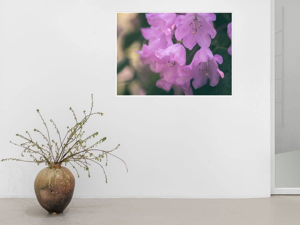 Poster natura - Flori in roua diminetii 