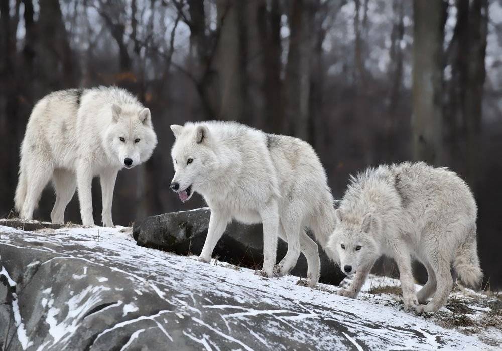 Lupi in haita - Foto Poster