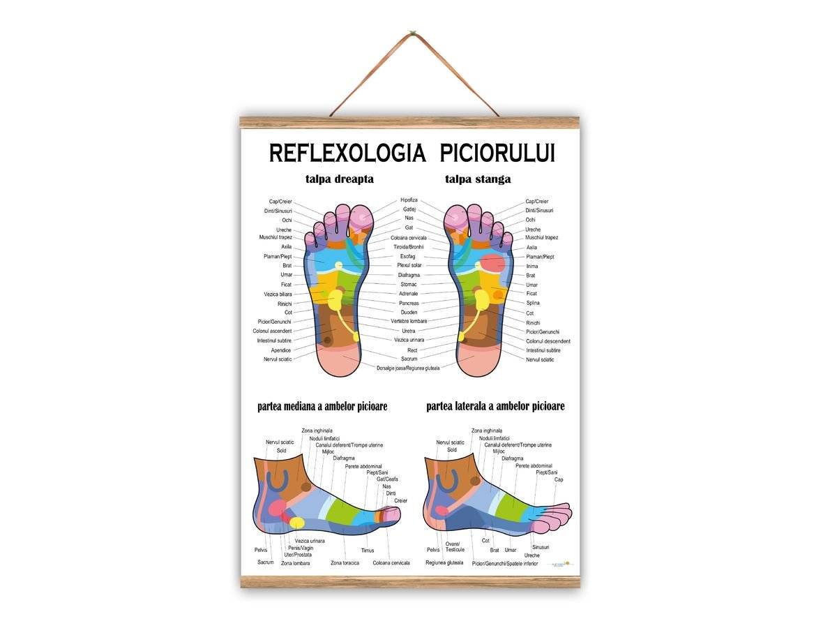 Plansa medicala - Reflexologia piciorului