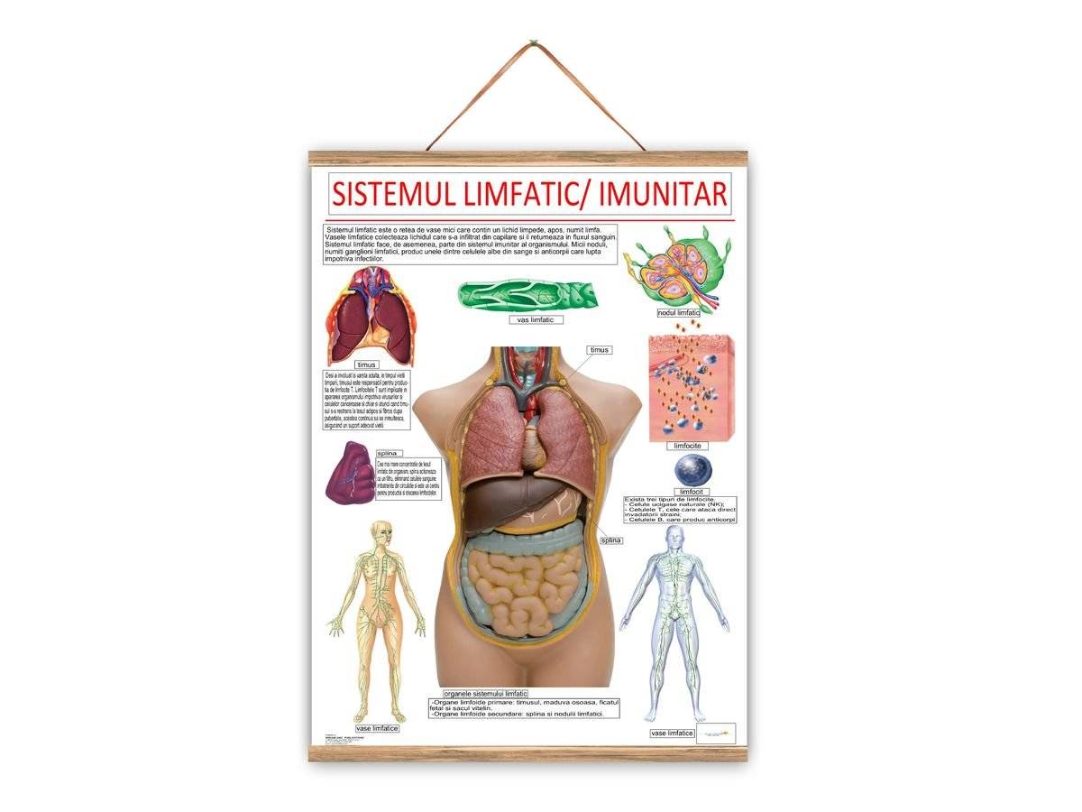 Plansa medicala - Sistemul limfatic