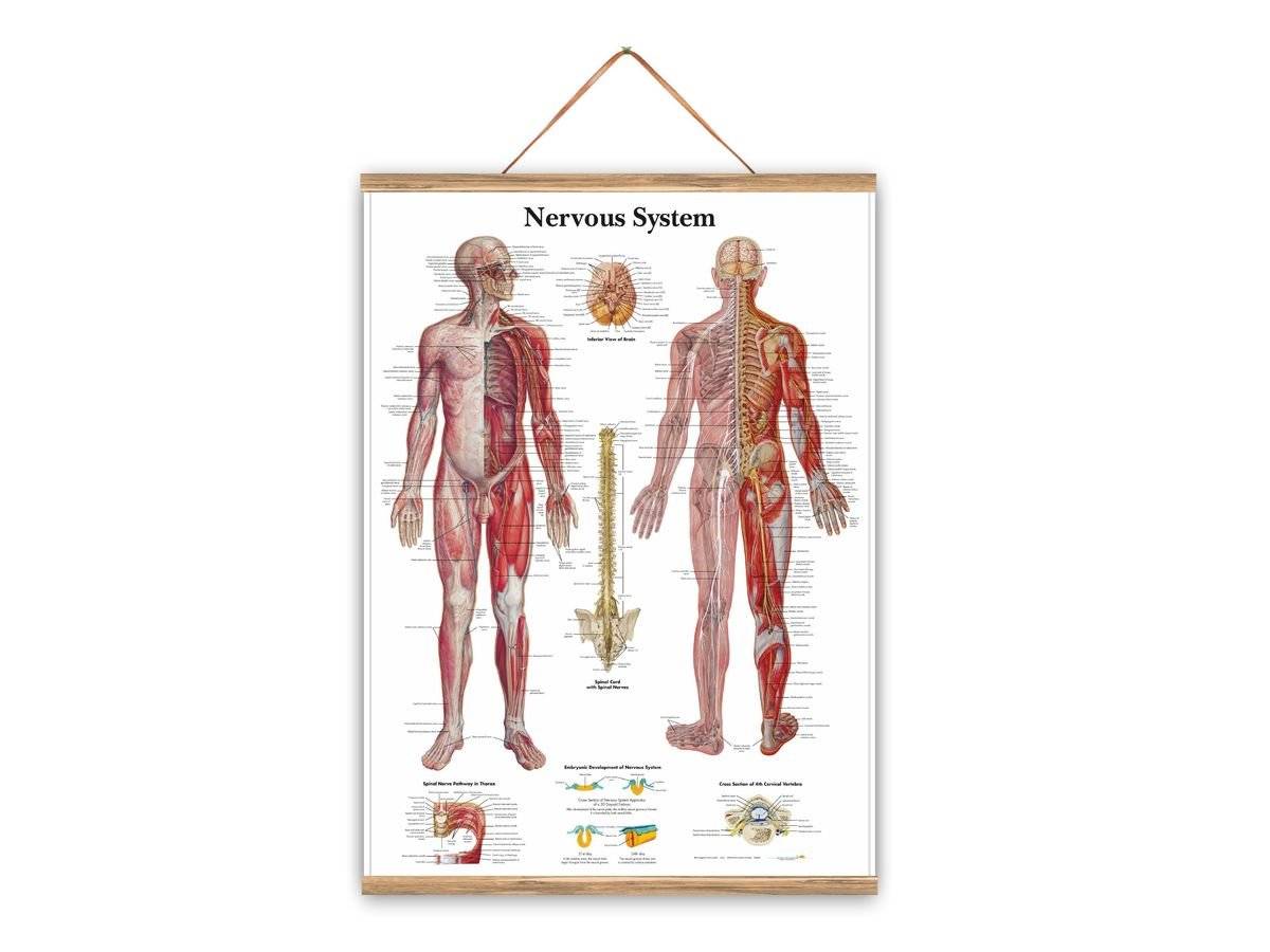 Plansa medicala - Sitemul nervos uman
