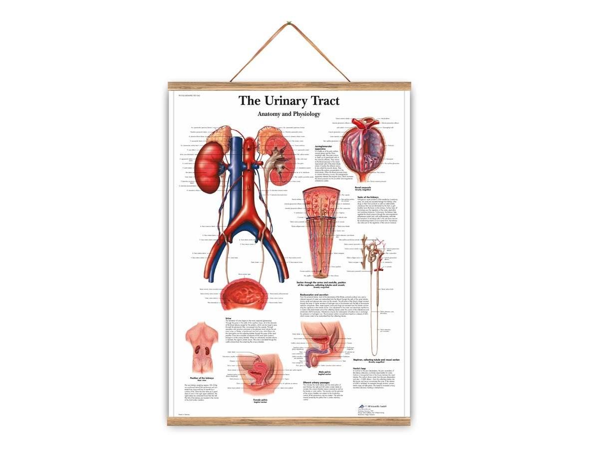 Plansa medicala-Tractul urinar