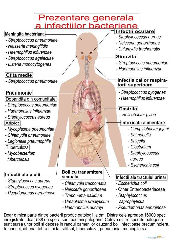 Plansa tematica - Infectii bacteriene - Prezentare generala