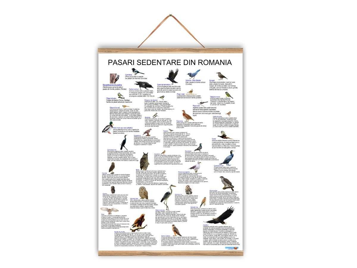 Plansa tematica - Pasari sedentare din Romania