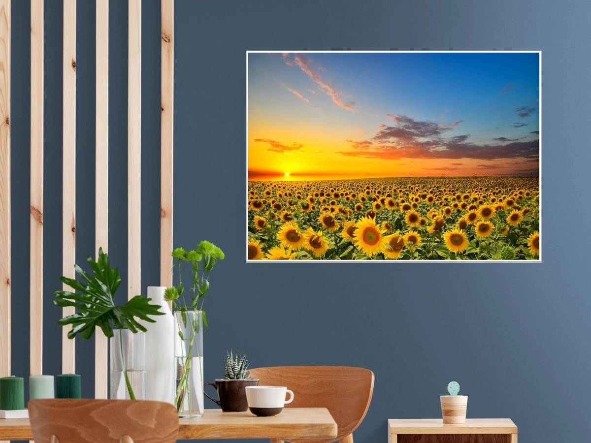 Poster natura - Apus peste lanul de floarea soarelui 