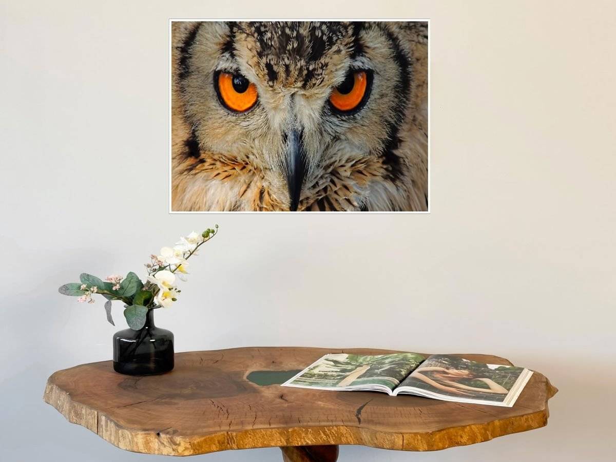 Poster natura - Bufnita indiana 