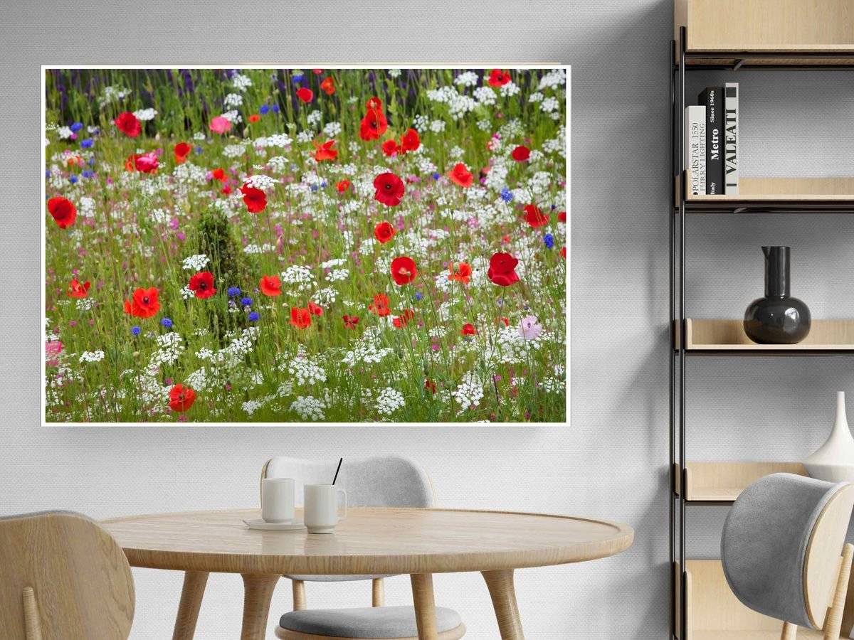 Poster natura - Camp cu maci 