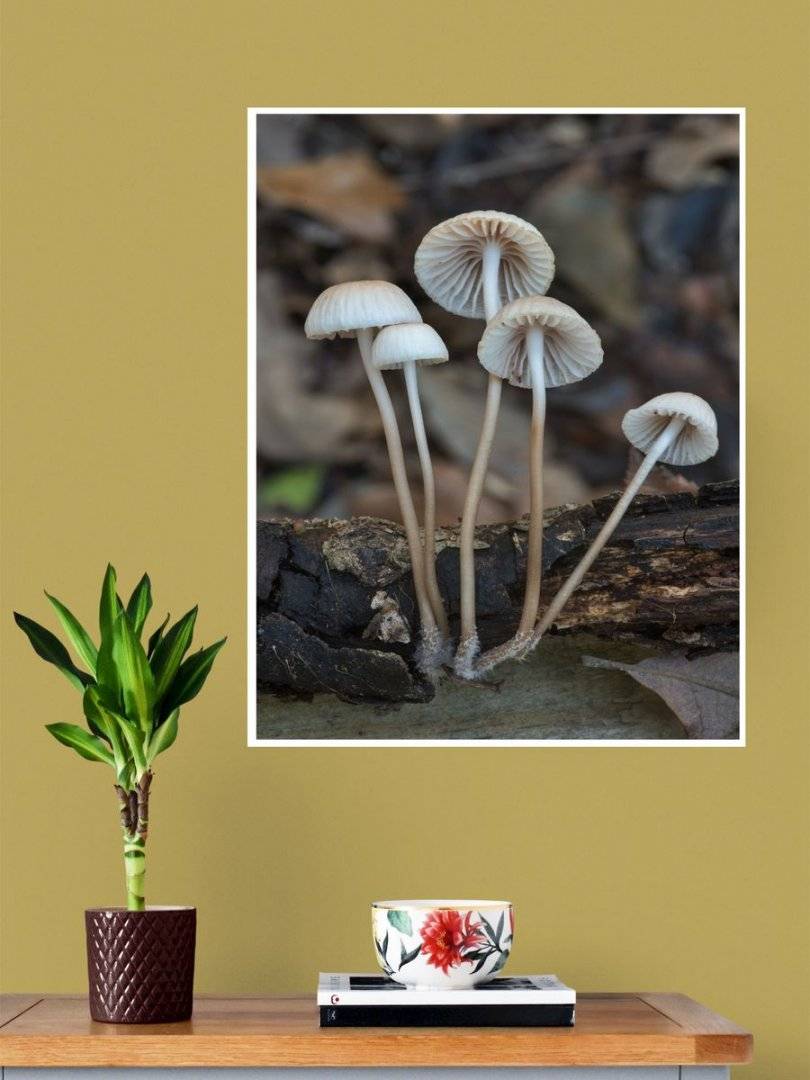 Poster natura - Contraste 