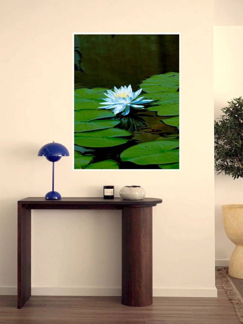 Poster natura - Floare de lotus