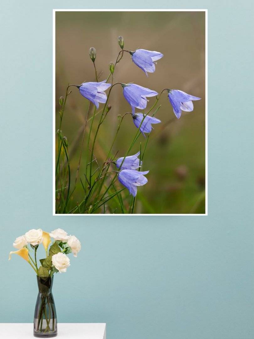 Poster natura - Flori de camp