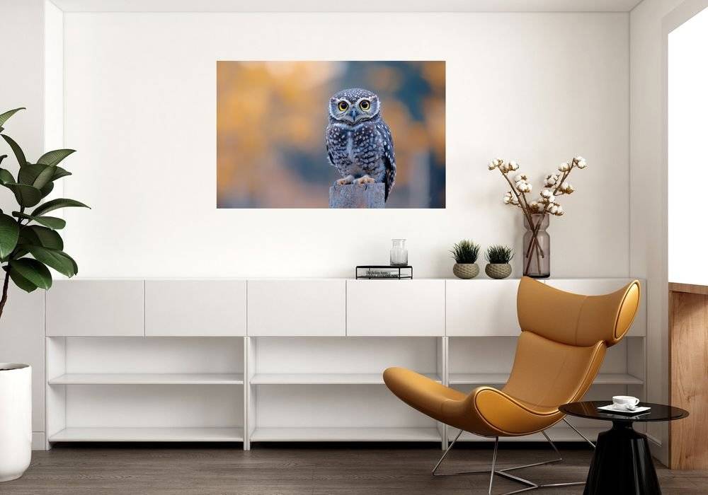 Pui de bufnita - Foto Poster