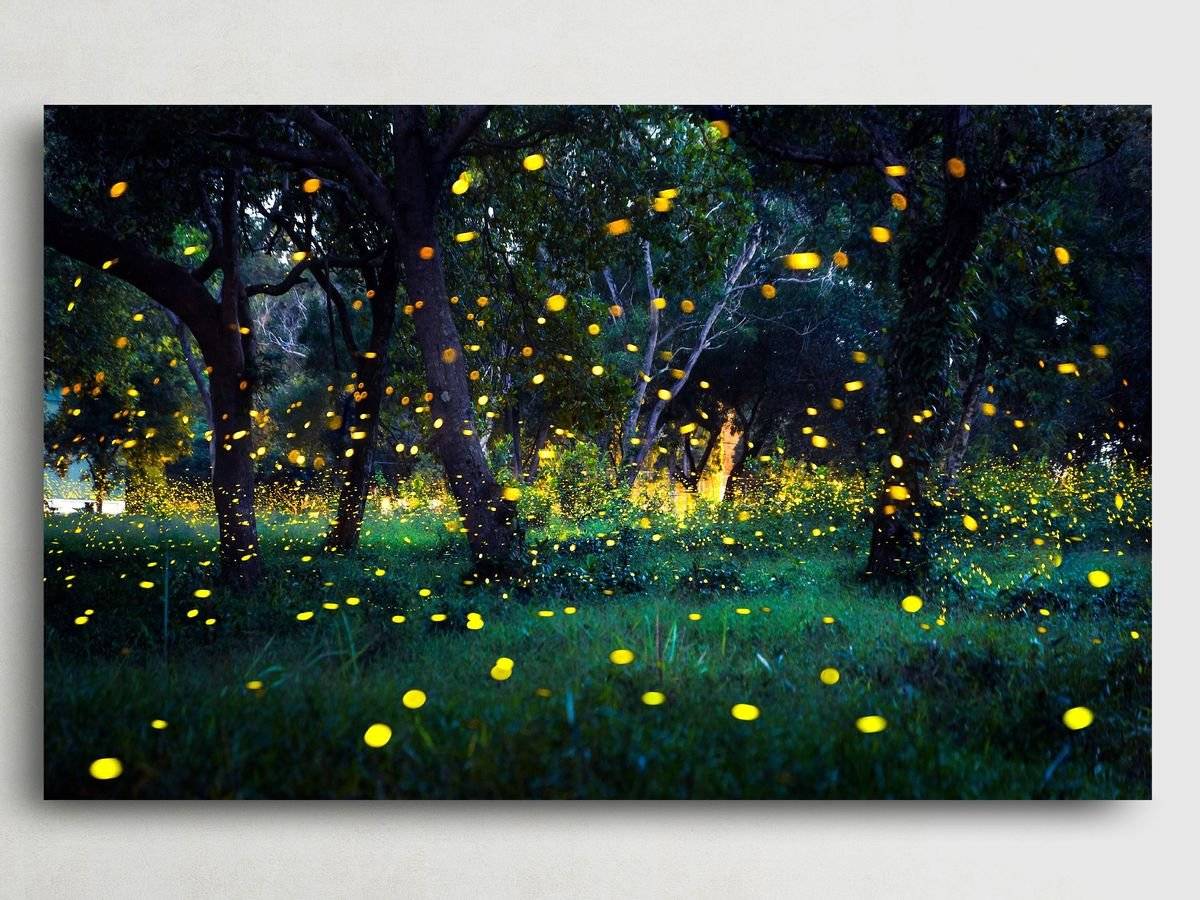 Tablou canvas - Dansul licuricilor