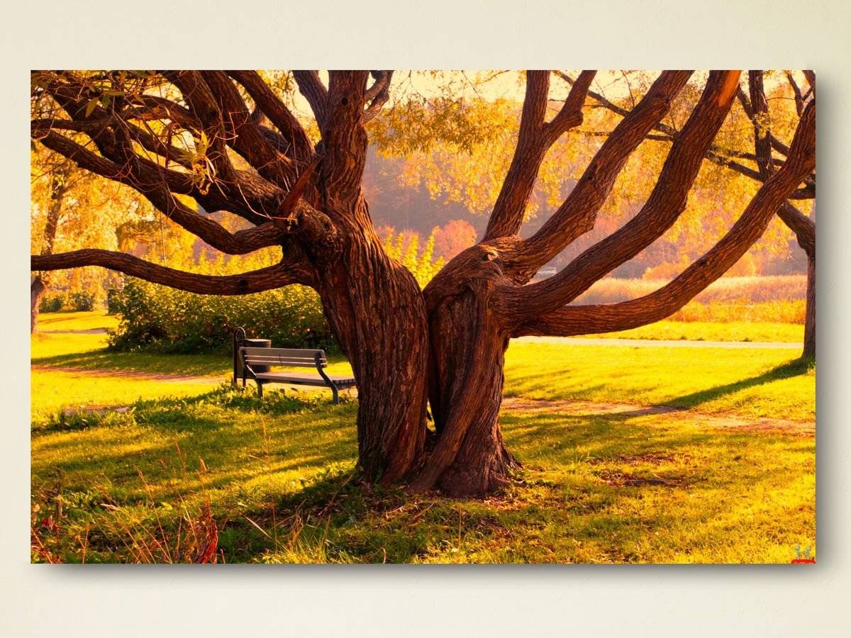 Tablou canvas - Imbratisarea naturii