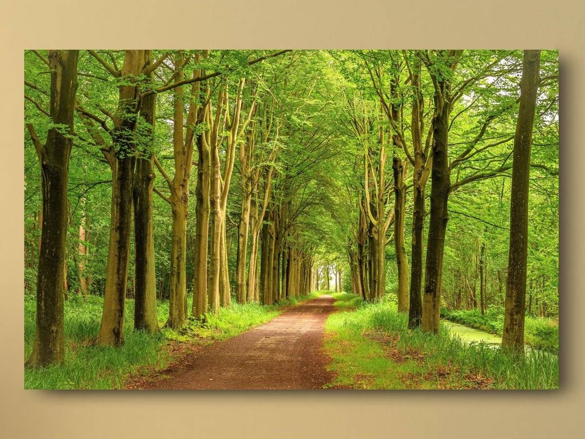 Tablou canvas - Invitatie la padure