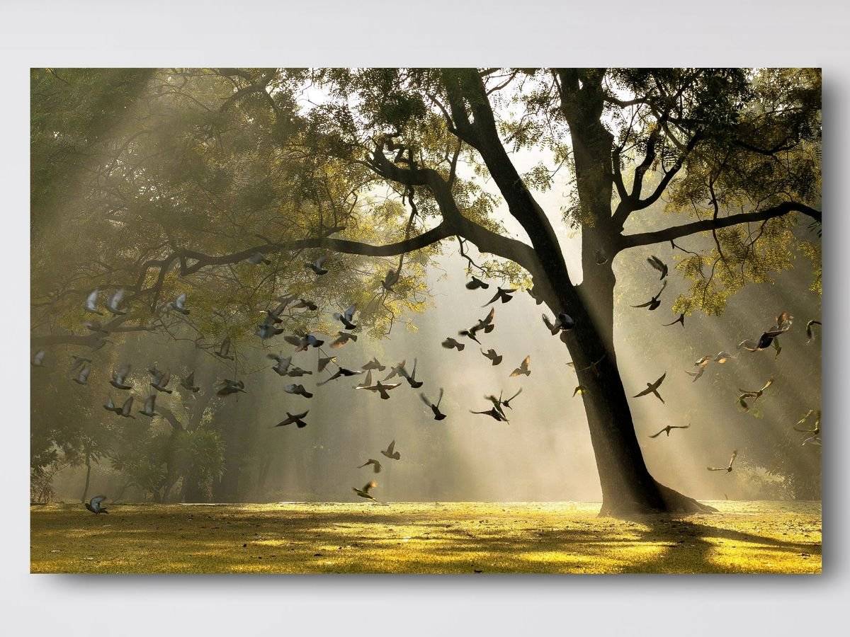 Tablou canvas - Zori de zi in parc