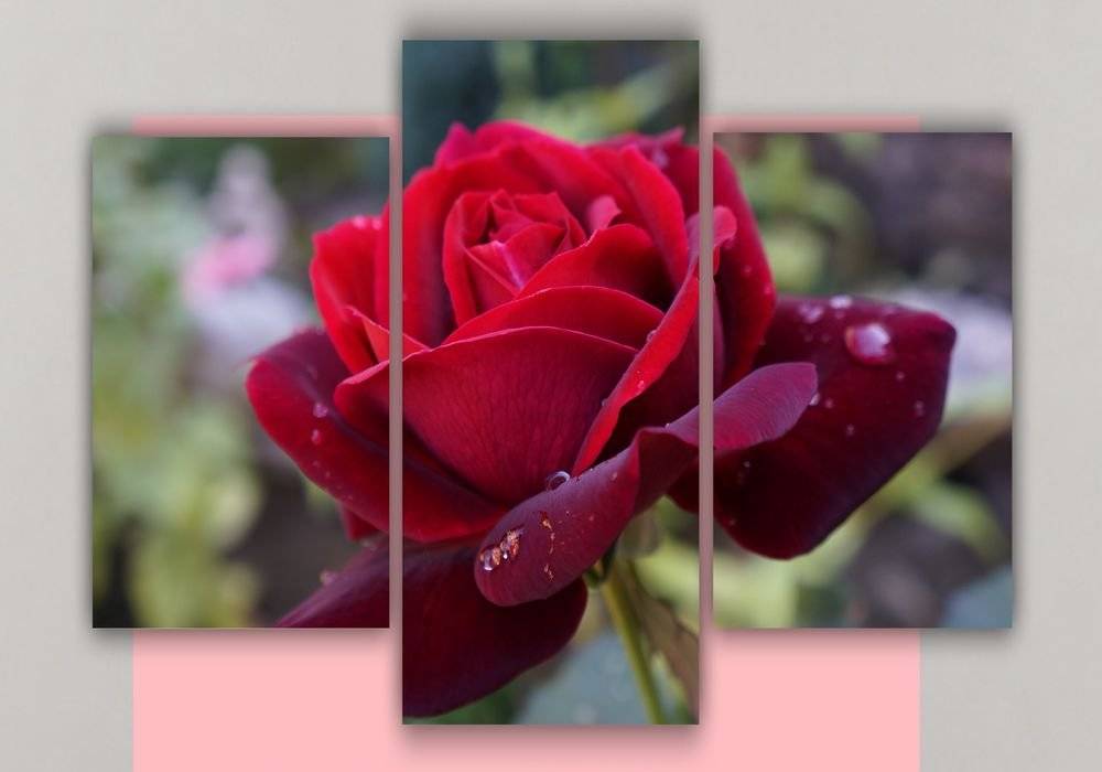Tablou multicanvas - A beautiful rose