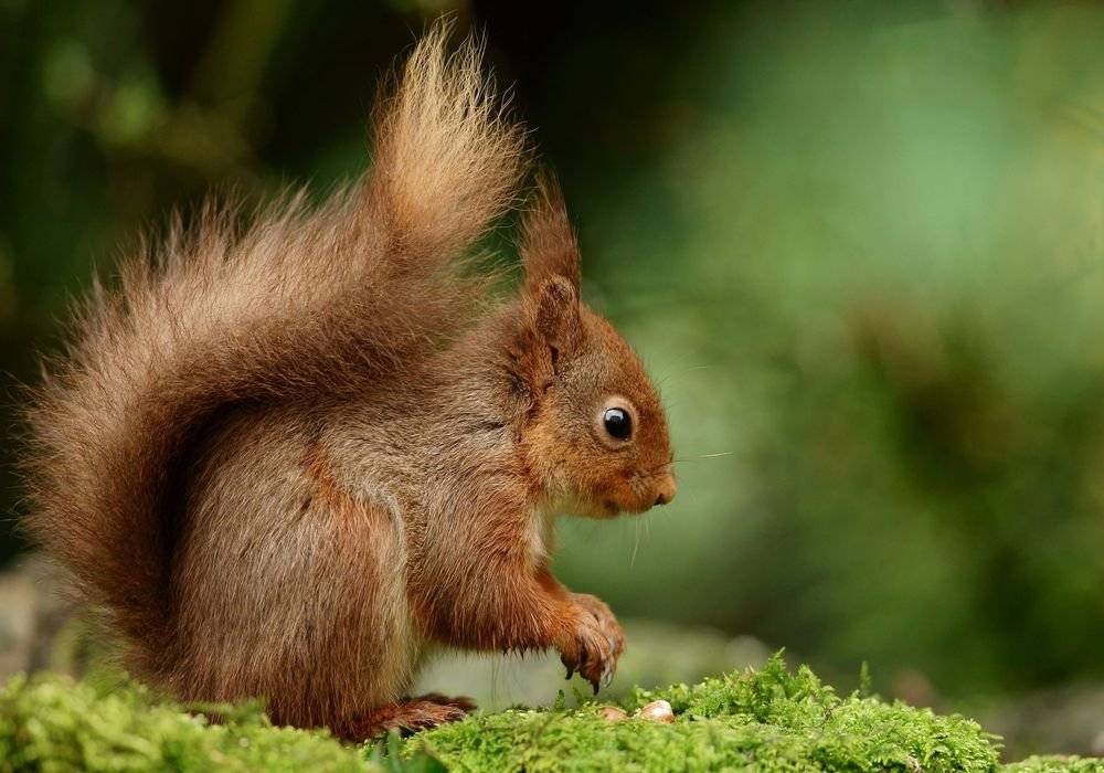 Veverita - Foto Poster