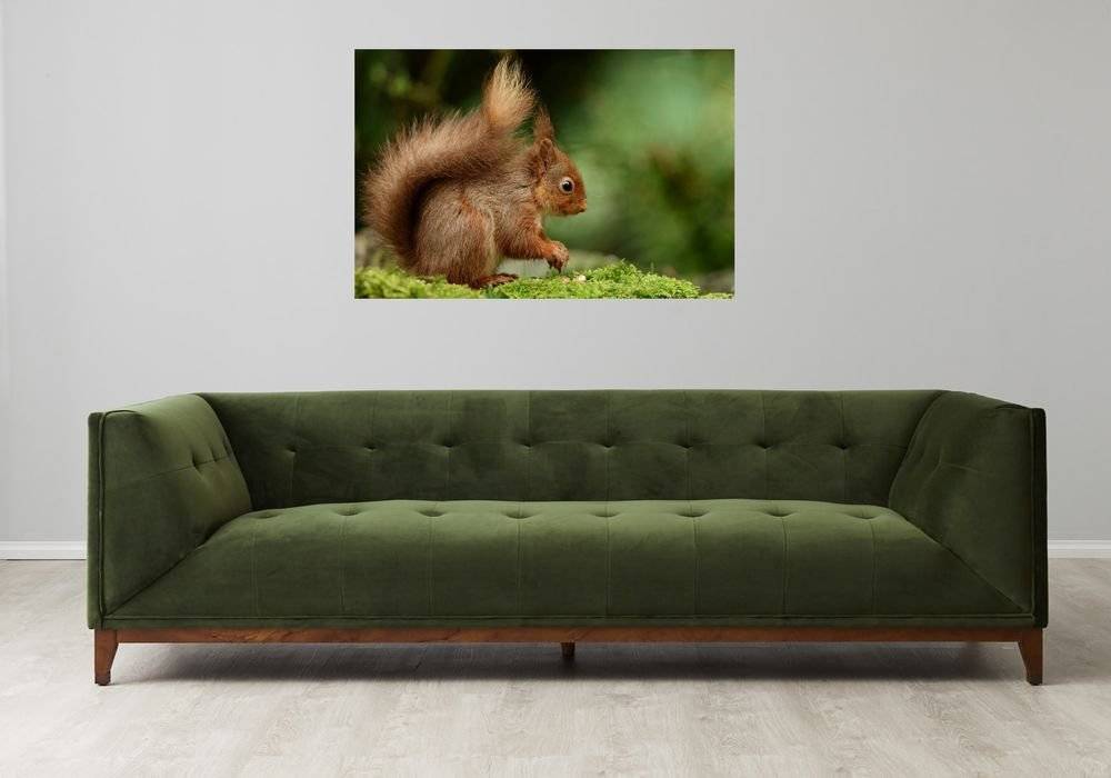 Veverita - Foto Poster