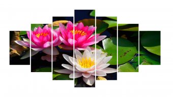 Tablou multicanvas - Flori de lotus