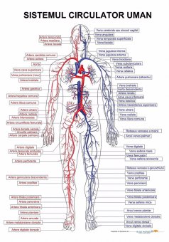 Plansa tematica -  Sistemul circulator uman