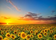 Autocolant - Lan de floarea soarelui