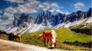 Cai pe pasune alpina - Foto Poster