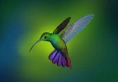 Colibri - Foto Poster