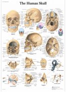 Plansa tematica- Craniul uman