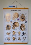 Plansa tematica- Craniul uman