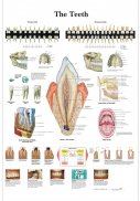 Dentitia umana - Plansa tematica
