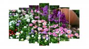 Tablou multicanvas - Detalii cu flori din gradina