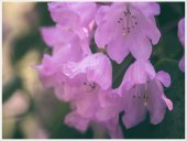 Poster natura - Flori in roua diminetii 