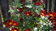 Tablou canvas -Flori in soare