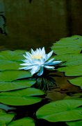 Foto Poster  - Floare de lotus
