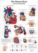 Plansa tematica-Inima umana