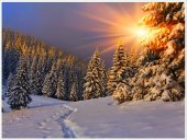 Poster natura - Padure de brazi iarna 