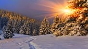 Padure de brazi iarna - Foto Poster