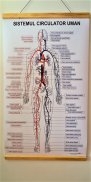 Plansa tematica -  Sistemul circulator uman