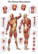 Plansa tematica - Musculatura  umana