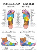 Plansa tematica - Reflexologia piciorului