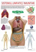Plansa tematica - Sistemul limfatic