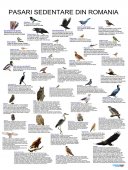 Plansa tematica - Pasari sedentare din Romania